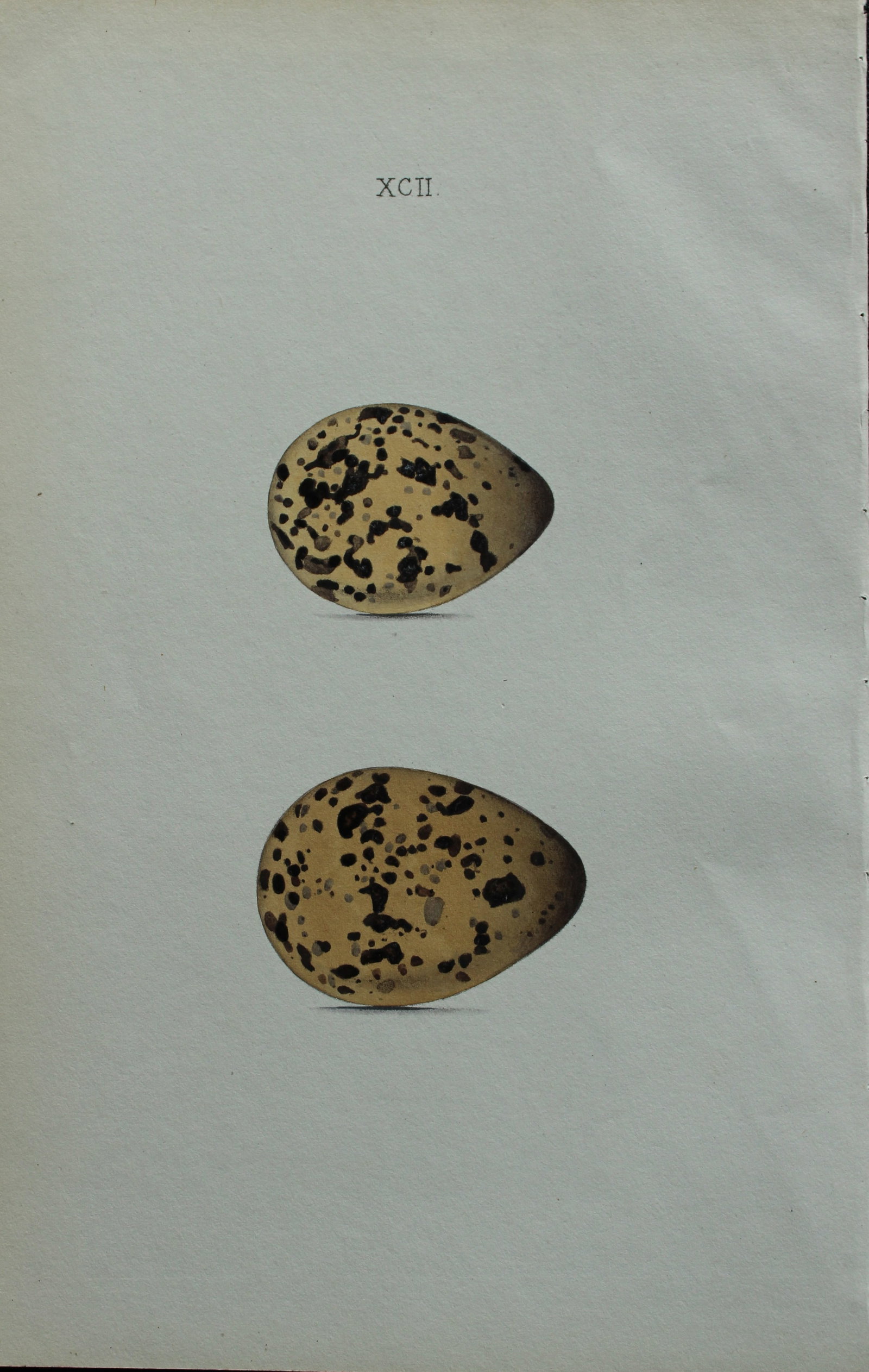W Hewitson - Hand coloured engraving of Black-winged Stilt eggs 1856: This hand-coloured engraving of bird eggs is from the Coloured Illustrations of the Eggs of British Birds accompanied with descriptions of the Eggs and Nests by William C Hewitson, published by Jan Va