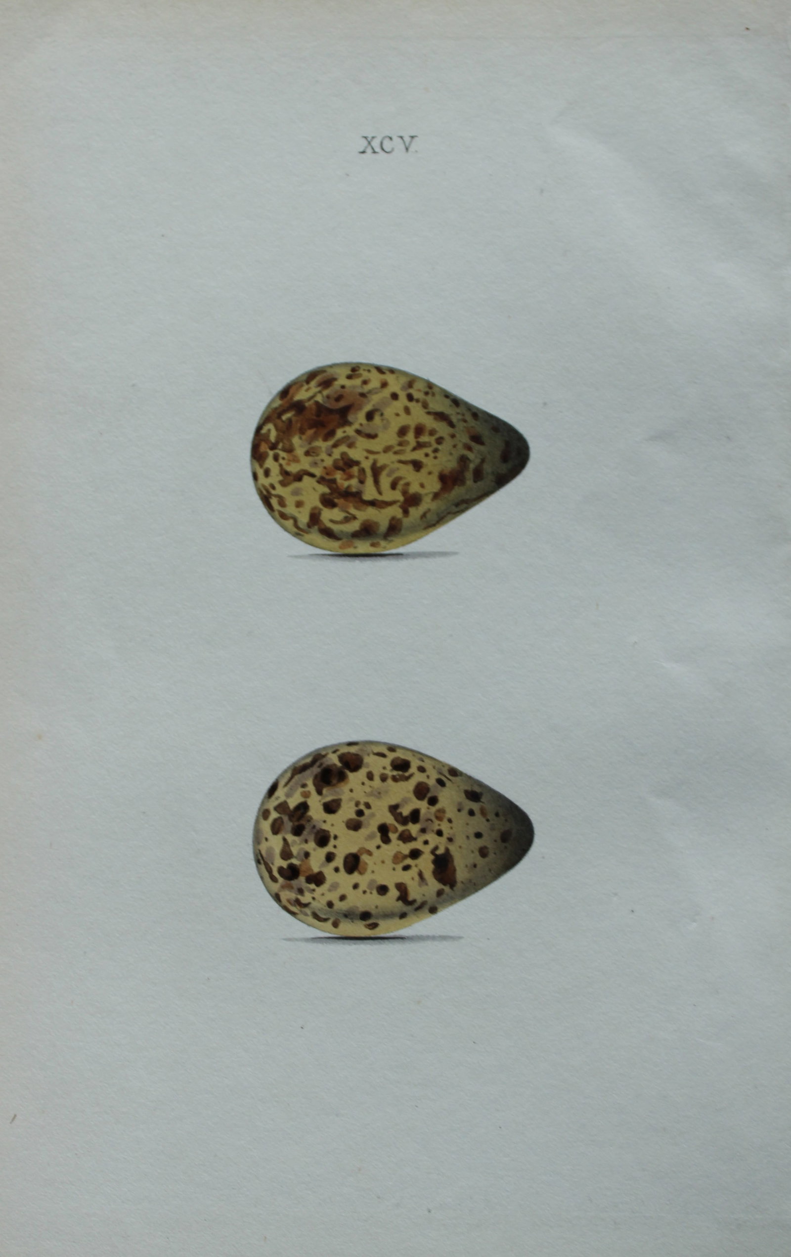 W Hewitson - Hand coloured engraving of Ruff eggs 1856: This hand-coloured engraving of bird eggs is from the Coloured Illustrations of the Eggs of British Birds accompanied with descriptions of the Eggs and Nests by William C Hewitson, published by Jan Va