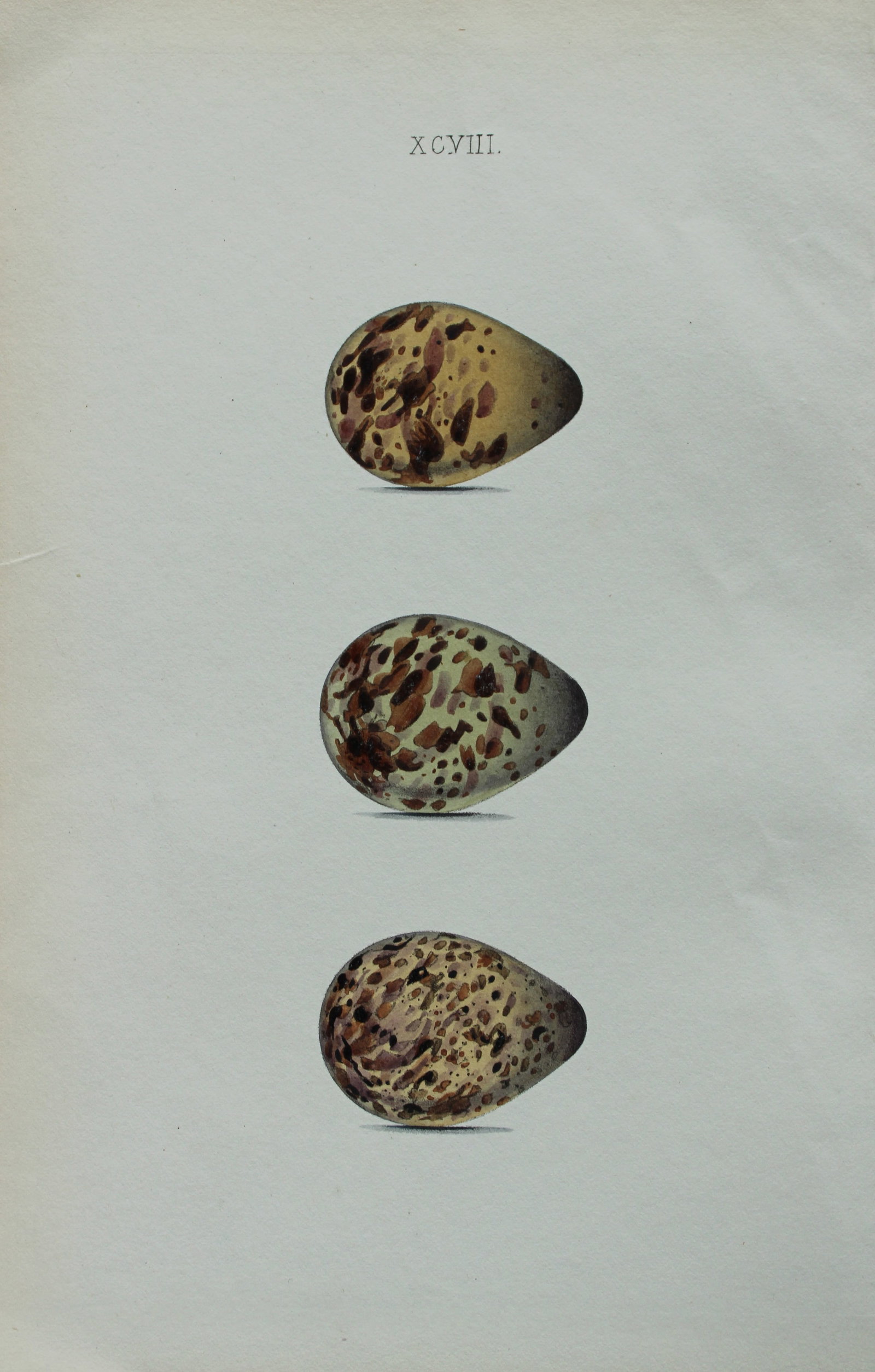 W Hewitson - Hand coloured engraving of Common Snipe eggs 1856 (1 of 1)