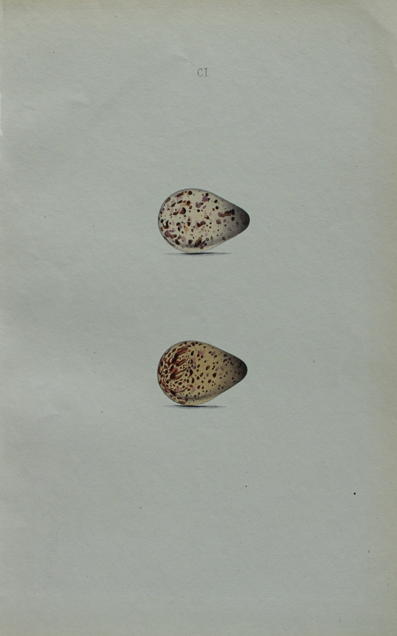 W Hewitson - Hand coloured engraving of Temminck's Stint eggs 1856 (1 of 1)