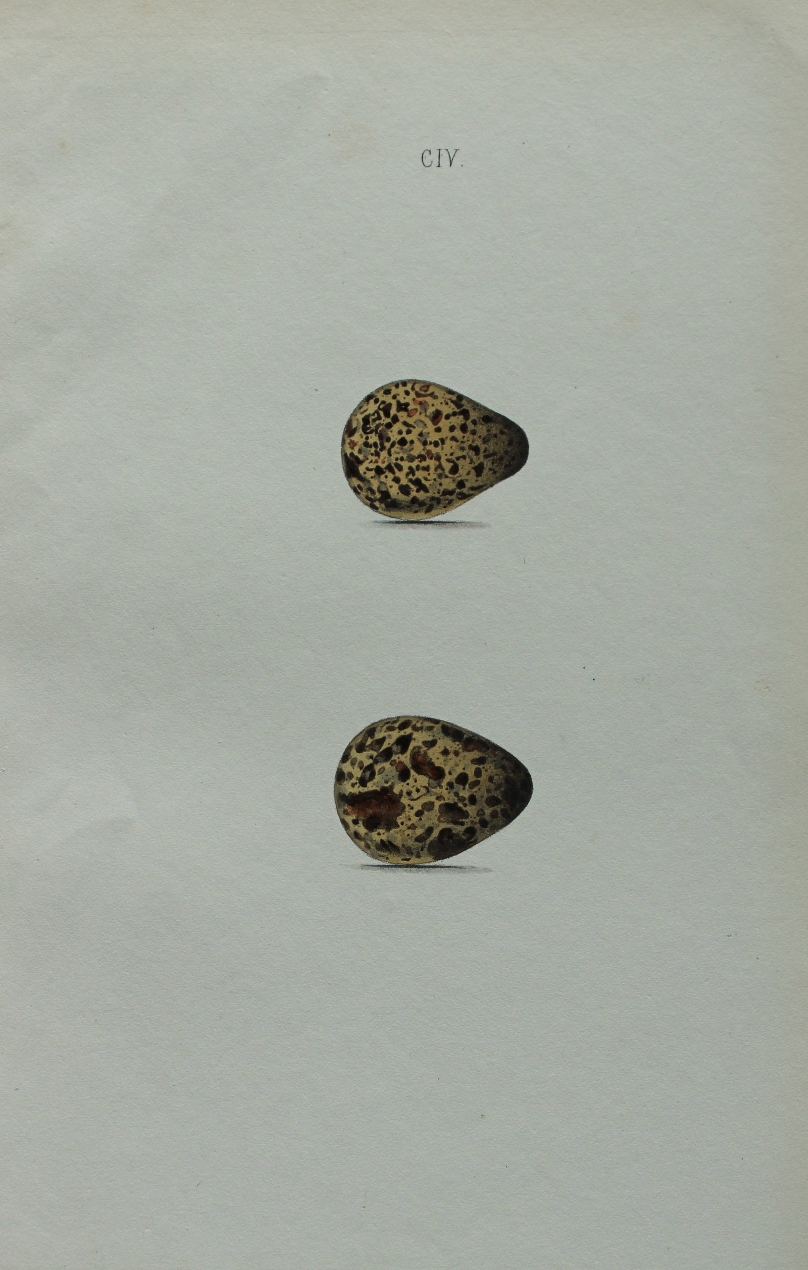 W Hewitson - Hand coloured engraving of Grey & Red-necked Phalarope eggs 1856: This hand-coloured engraving of bird eggs is from the Coloured Illustrations of the Eggs of British Birds accompanied with descriptions of the Eggs and Nests by William C Hewitson, published by Jan Va