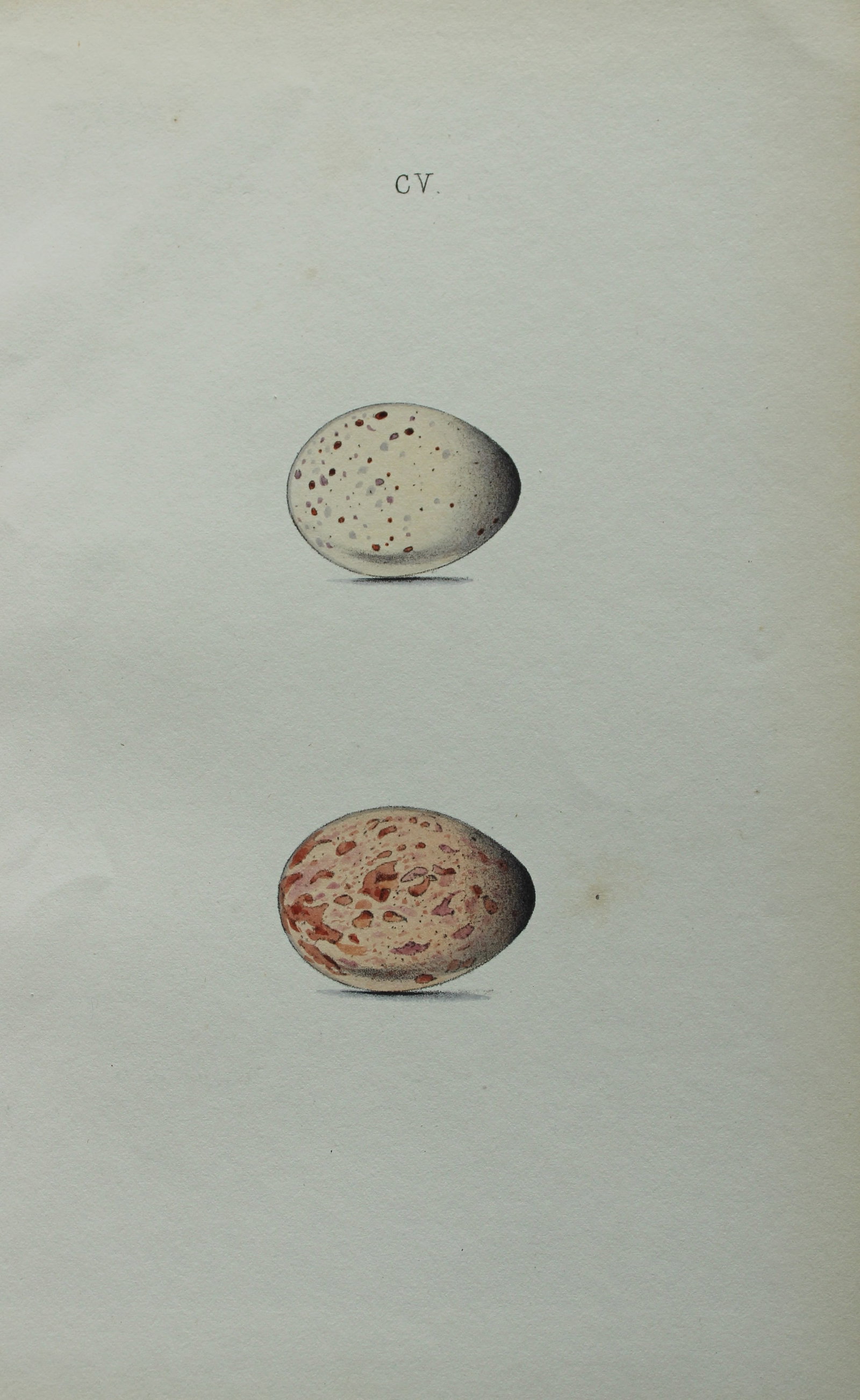 W Hewitson - Hand coloured engraving of Corncrake and Water Rail eggs 1856 (1 of 1)