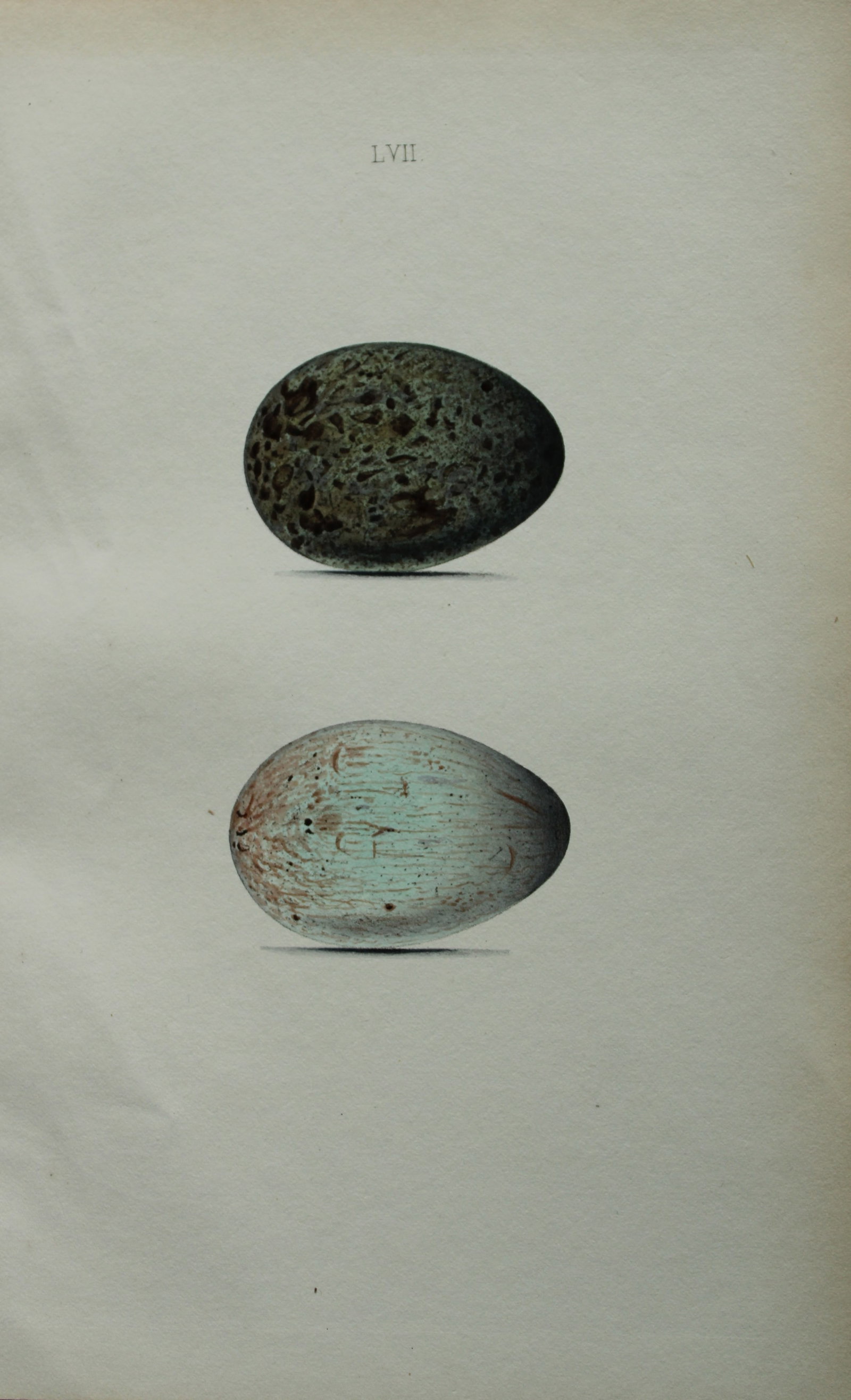 W Hewitson - Hand coloured engraving of Raven eggs 1856 (1 of 1)