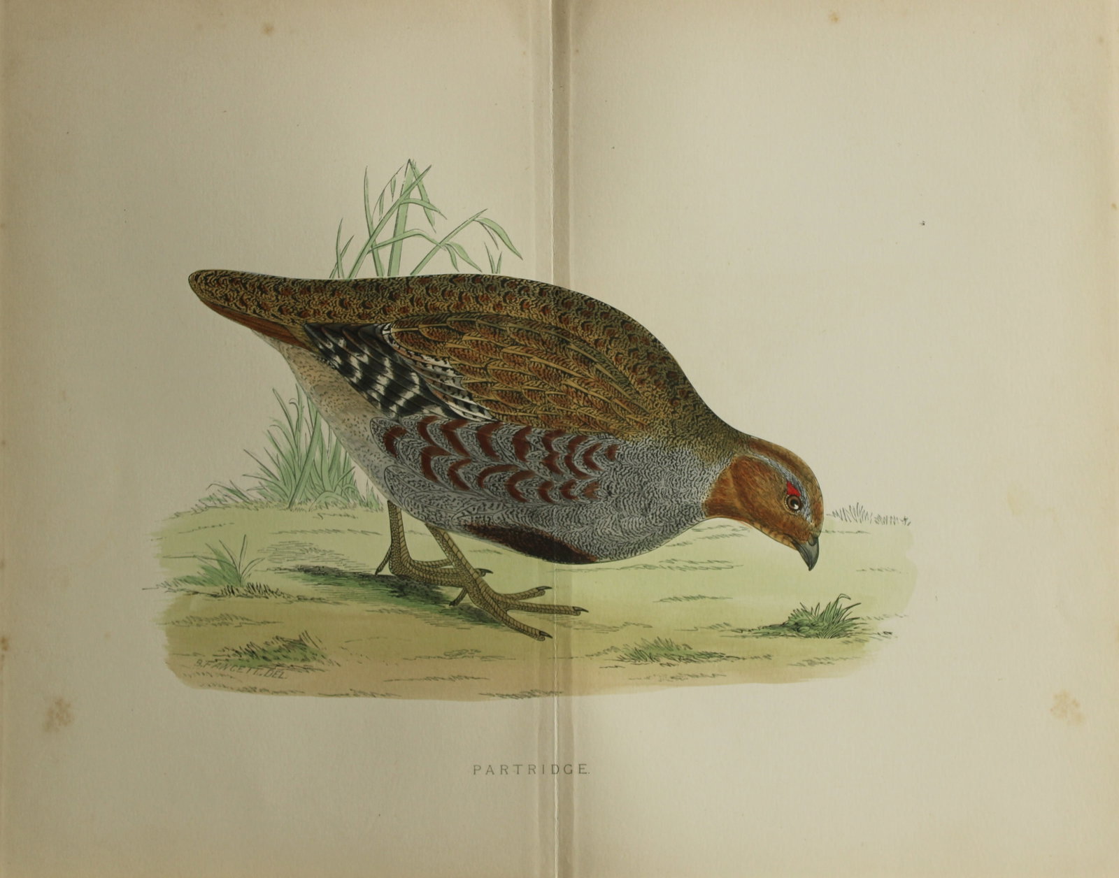 Beverley Morris - Lithograph of a Partridge 1855 (1 of 1)