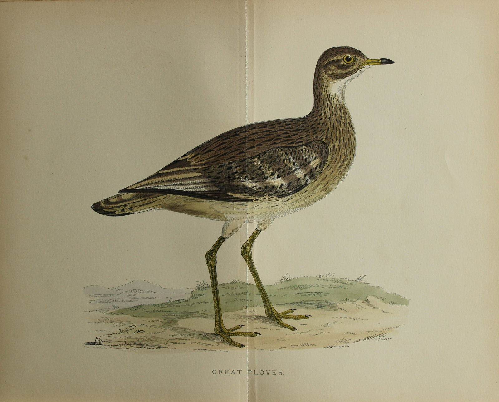 Beverley Morris - Lithograph of a Great Plover 1855 (1 of 1)