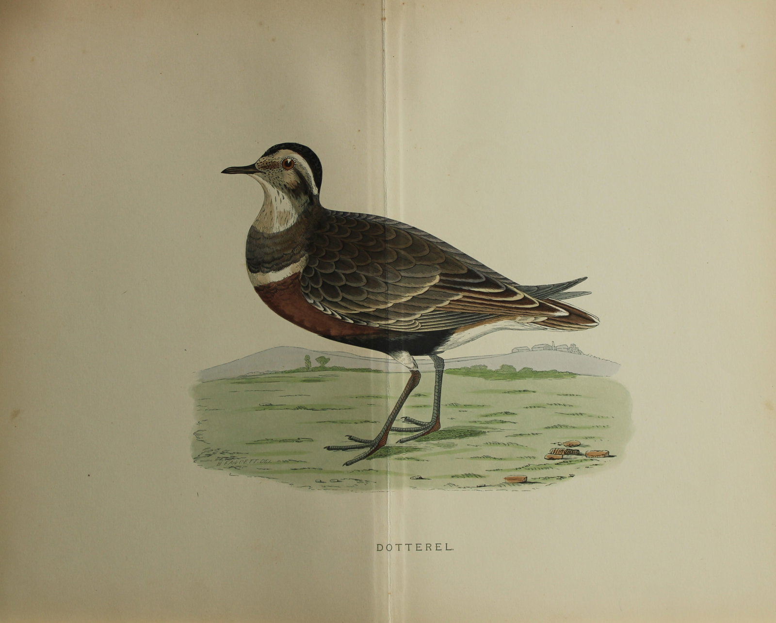 Beverley Morris - Lithograph of a Dotterel 1855 (1 of 1)