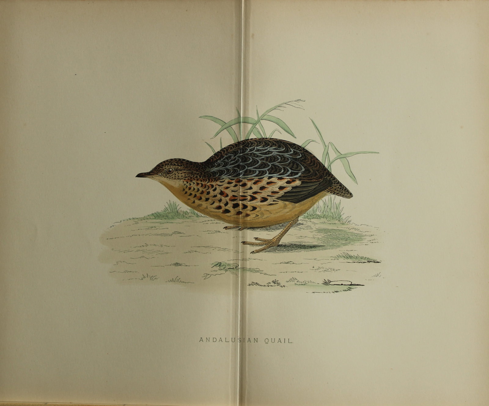 Beverley Morris - Lithograph of the Andalusian Quail 1855 (1 of 1)