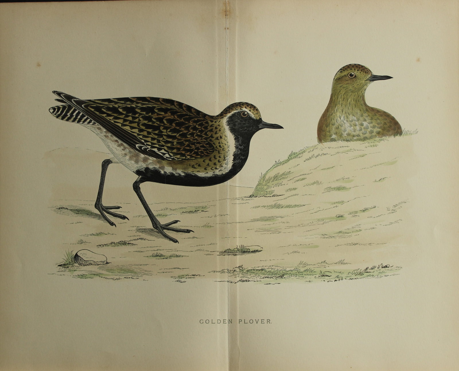 Beverley Morris - Lithograph of a Golden Plover 1855 (1 of 1)