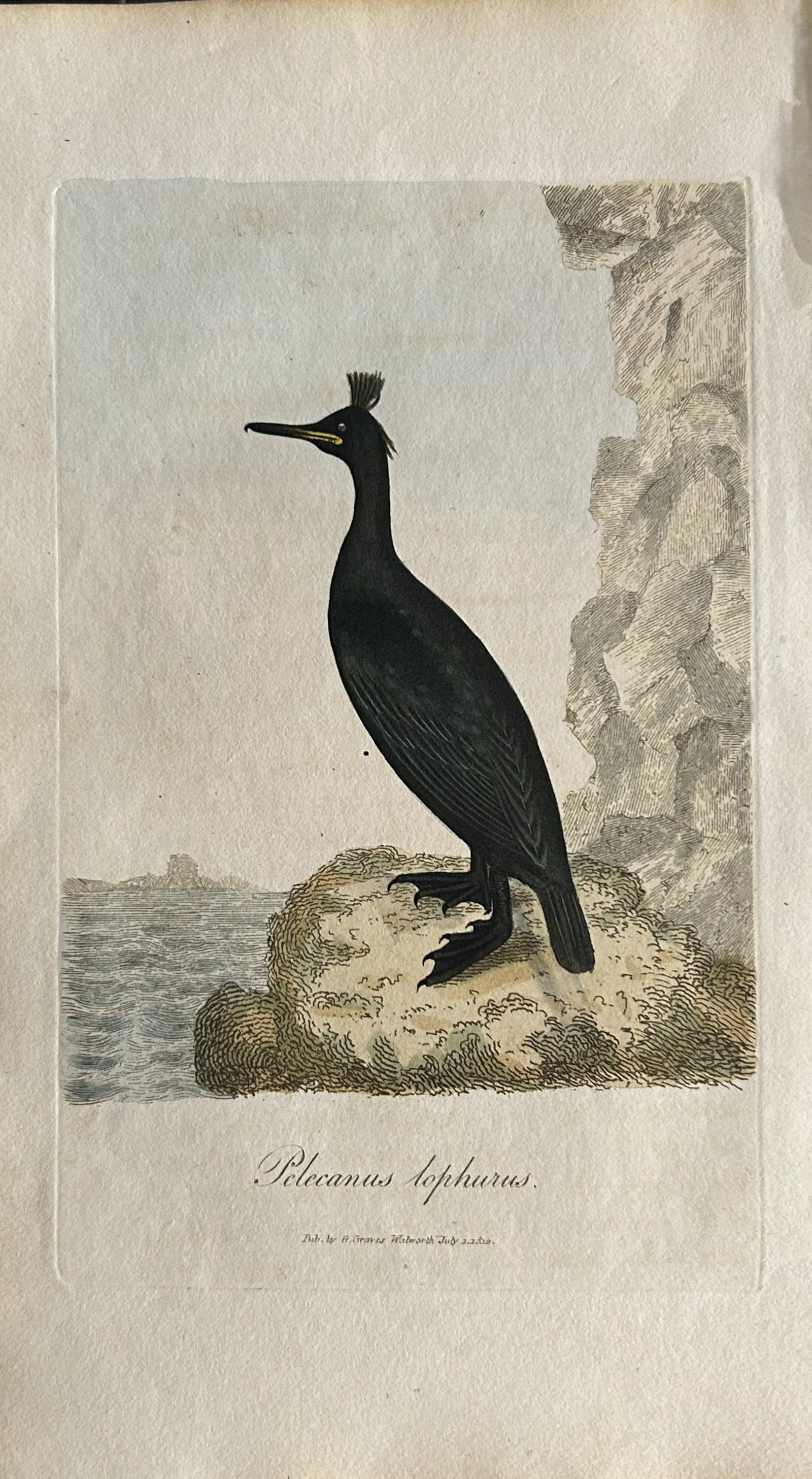 George Graves - Rare engraving of the Tufted Shag 1811: This rare hand-coloured copper plate engraving is from British Ornithology: being the History with a coloured representation of every known species of birds by George Graves. Published by Stephen Couc
