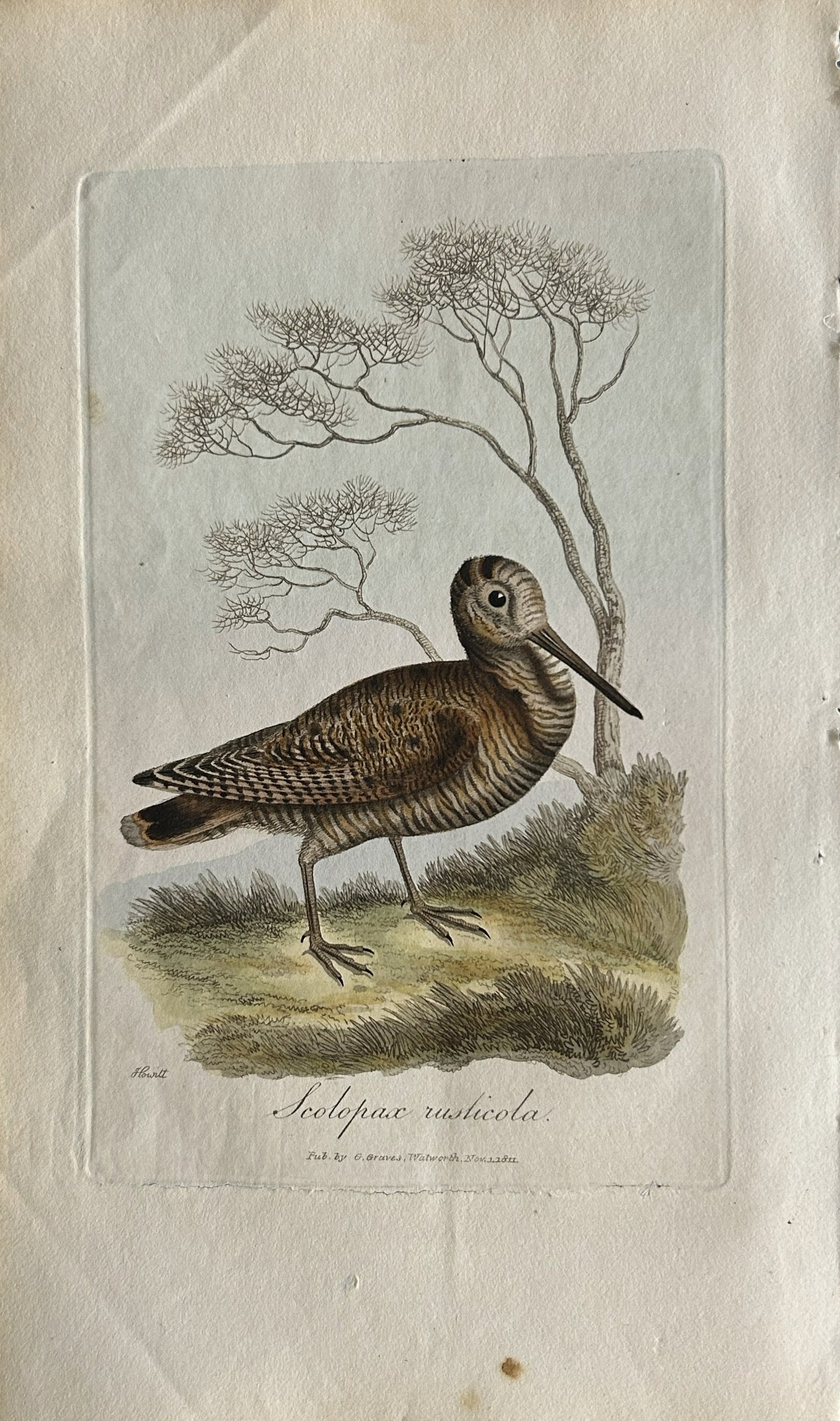 George Graves - Rare engraving of the Woodcock 1811: This rare hand-coloured copper plate engraving is from British Ornithology: being the History with a coloured representation of every known species of birds by George Graves. Published by Stephen Couc
