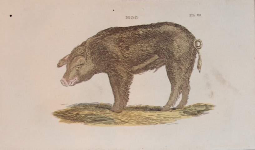 Brightly - Engraving of a Hog 1811 (1 of 1)
