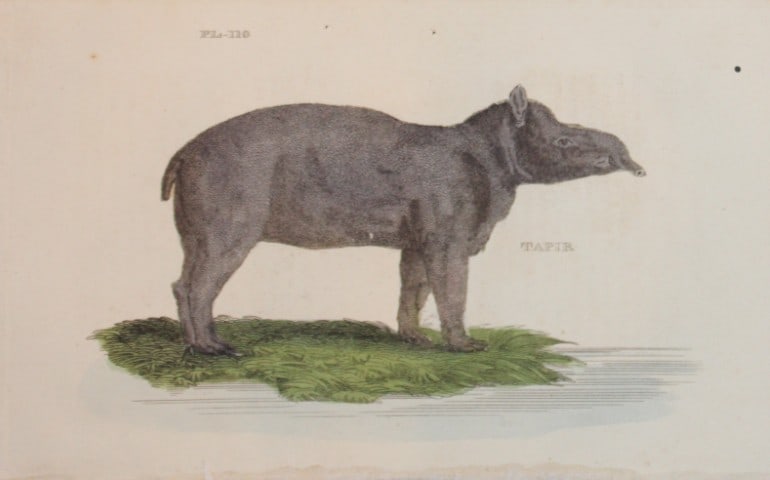 Brightly - Engraving of a Tapir 1811 (1 of 1)