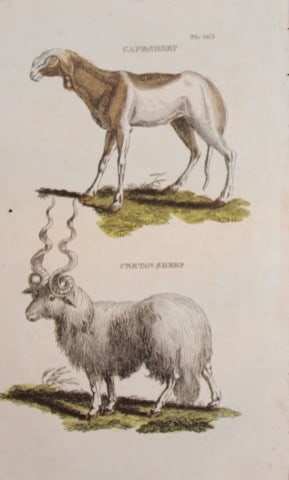 Brightly - Engraving of a Capesheep and Cretan Sheep 1811 (1 of 1)