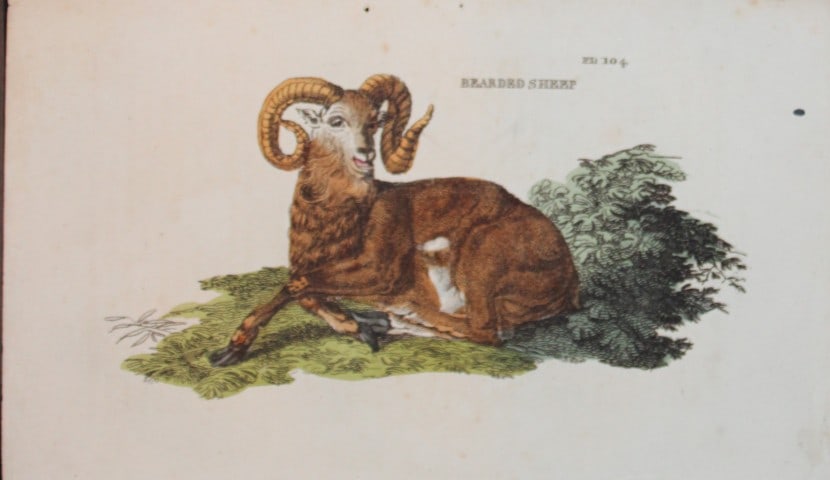 Brightly - Engraving of a Bearded Sheep 1811 (1 of 1)