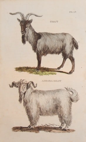 Brightly - Engraving of a Goat and Angora Goat 1811 (1 of 1)