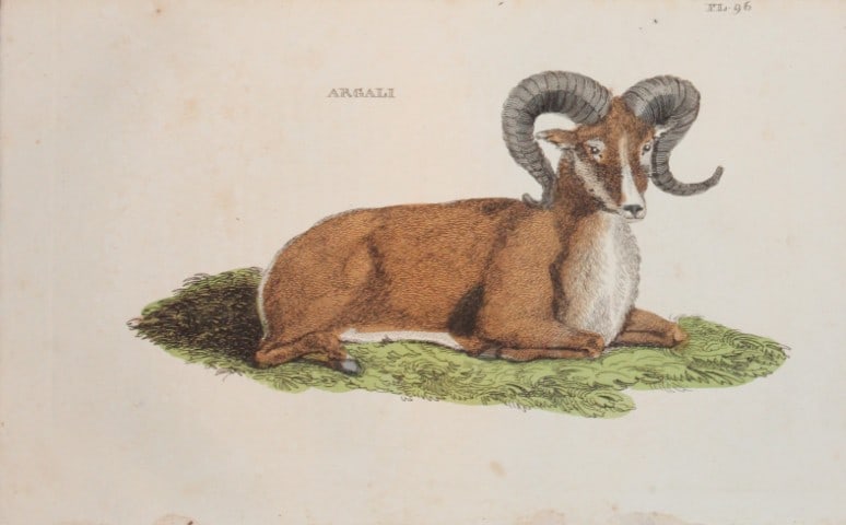 Brightly - Engraving of an Argali 1811 (1 of 1)