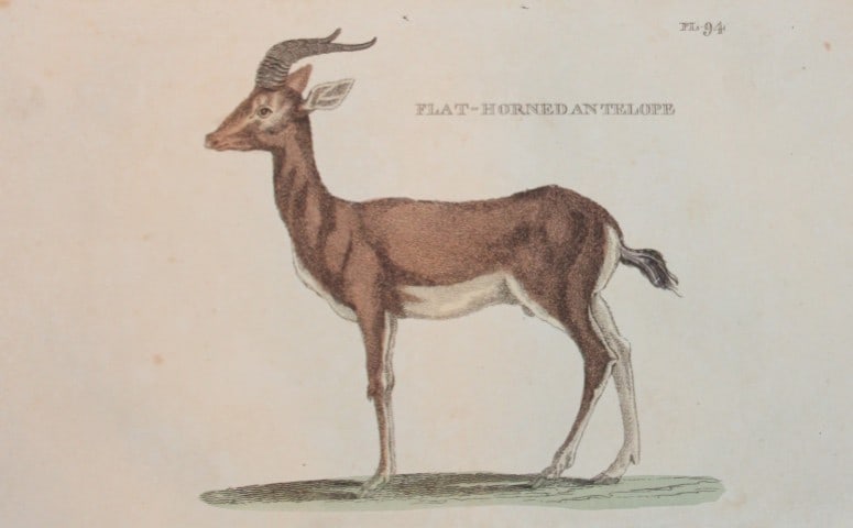 Brightly - Engraving of a Flat-horned Antelope 1811 (1 of 1)