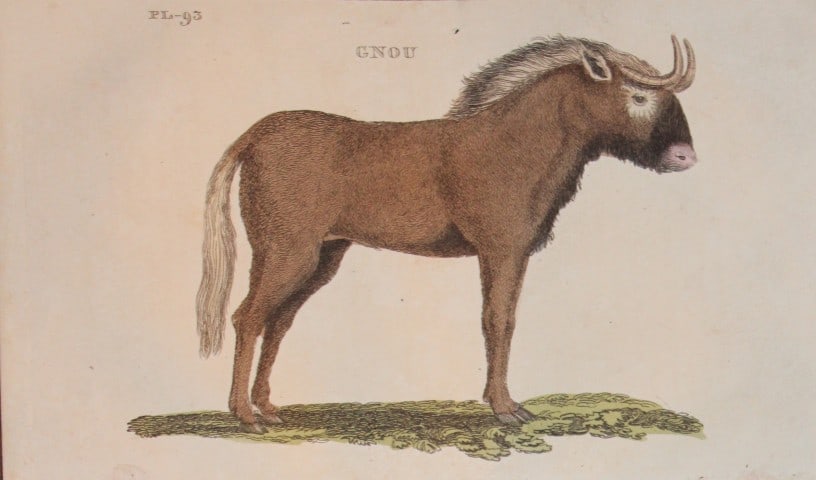 Brightly - Engraving of a Gnou 1811 (1 of 1)