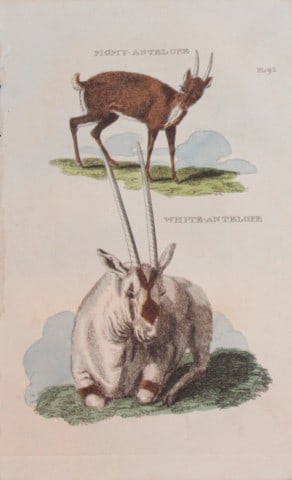 Brightly - Engraving of Pygmy and White Antelopes 1811 (1 of 1)