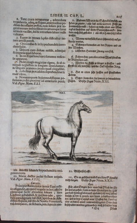 Georg Winter - Rare Bellerophon engraving of dressage training 1678: This rare hand-coloured dressage print is from Bellerophon, sive eques peritus?. by Georg Winter and engraved by Peter Paul Tr?schel , published in Nuremberg 1678. Georg Simon Winter von Adlersfl?gel 