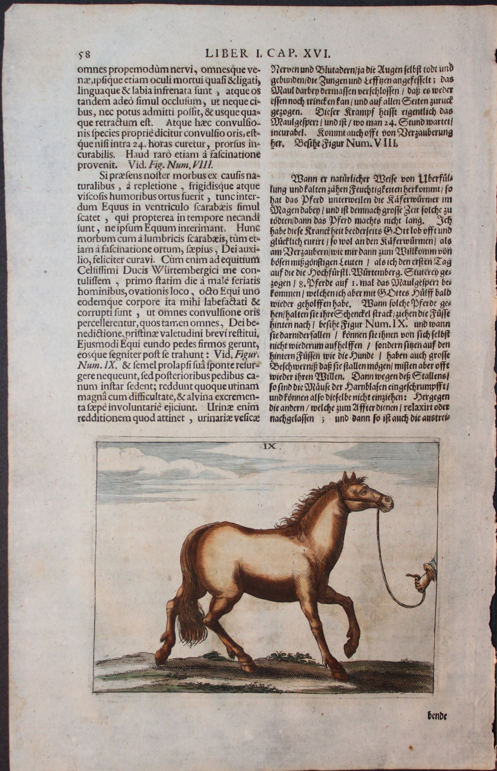 Georg Winter - Rare Bellerophon engraving of dressage training 1678 (1 of 1)
