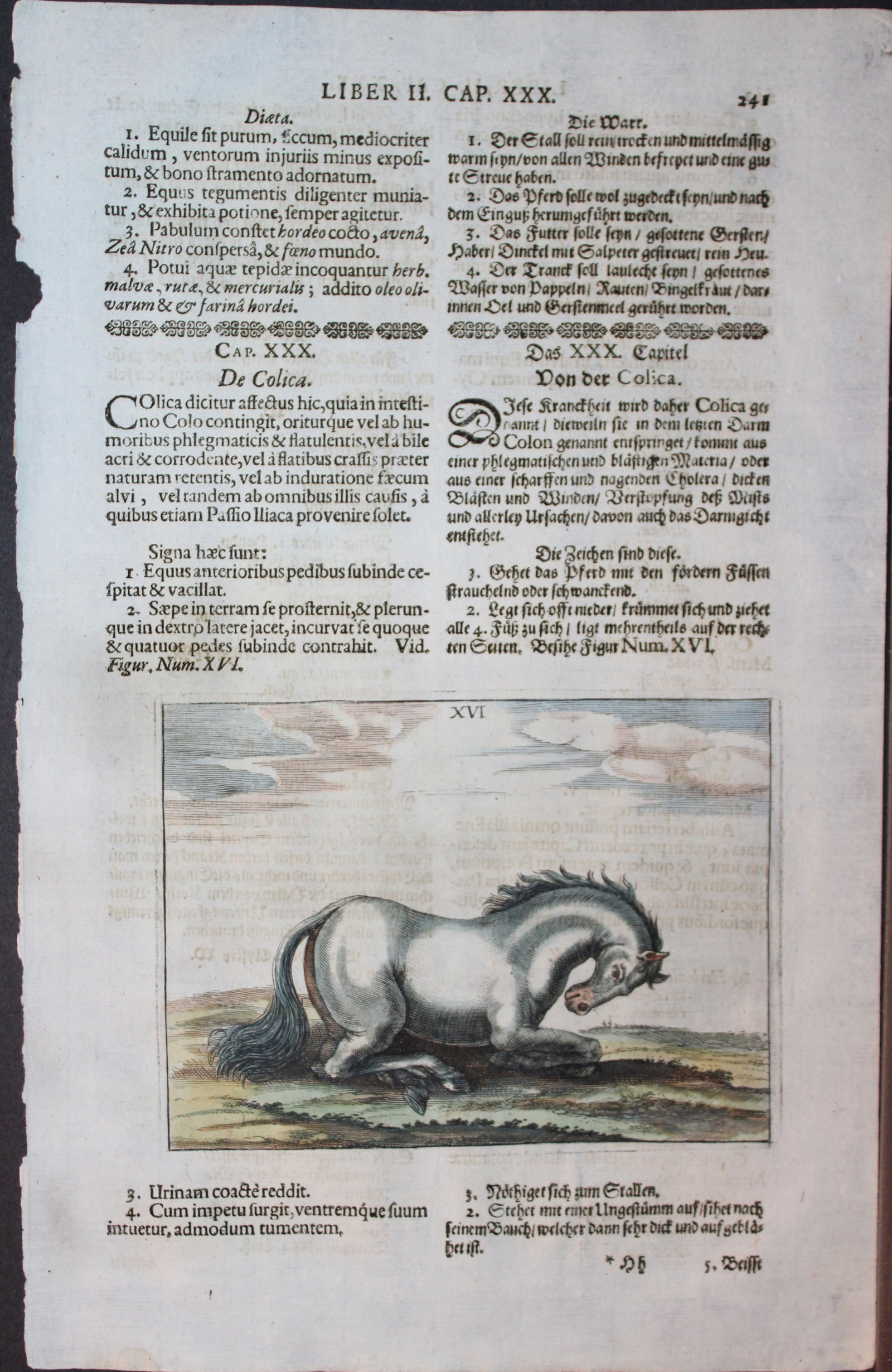 Georg Winter - Rare Bellerophon engraving of dressage training 1678 (1 of 1)