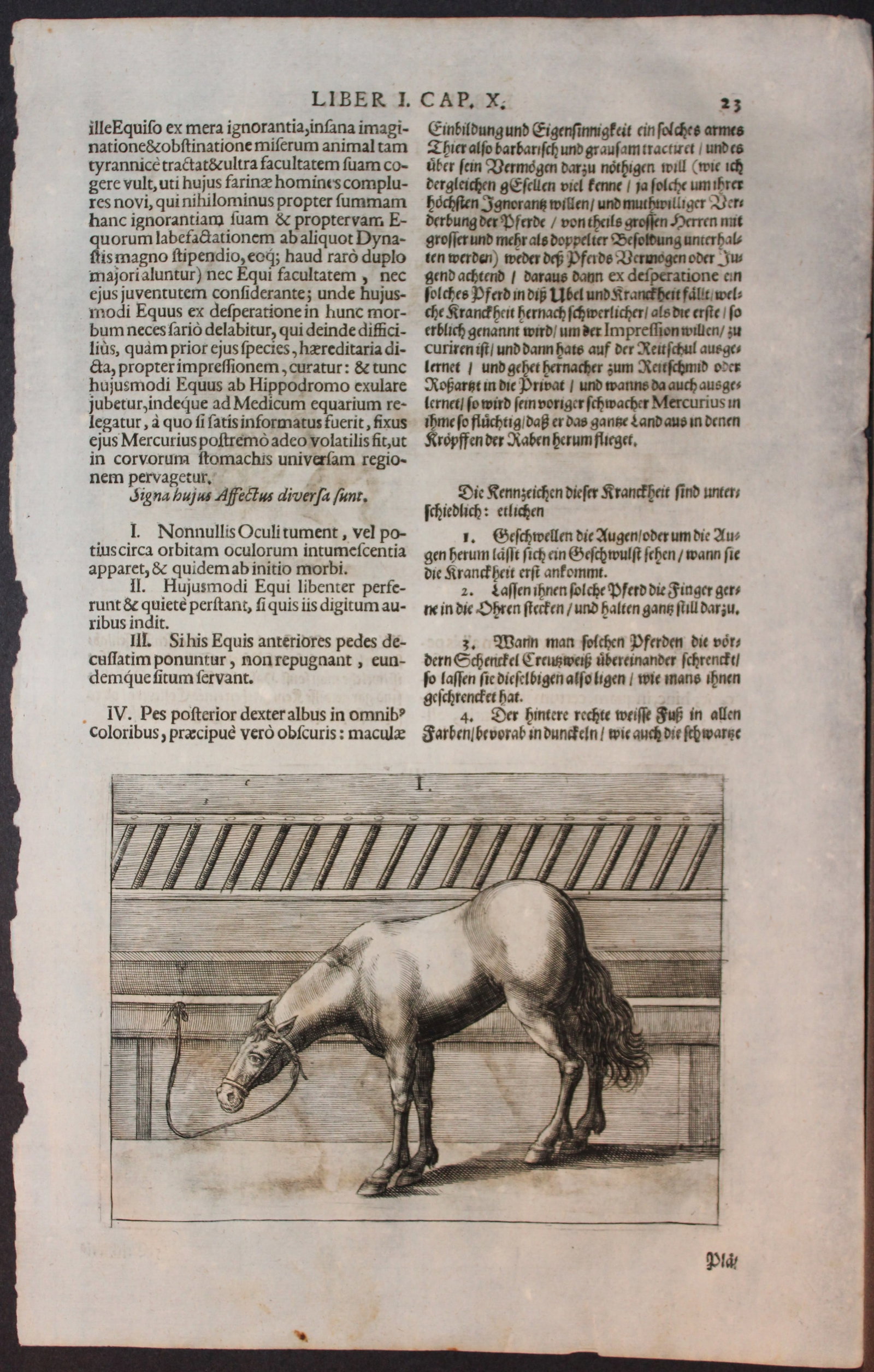 Georg Winter - Rare Bellerophon engraving of dressage training 1678: This rare hand-coloured dressage print is from Bellerophon, sive eques peritus?. by Georg Winter and engraved by Peter Paul Tr?schel , published in Nuremberg 1678. Georg Simon Winter von Adlersfl?gel 