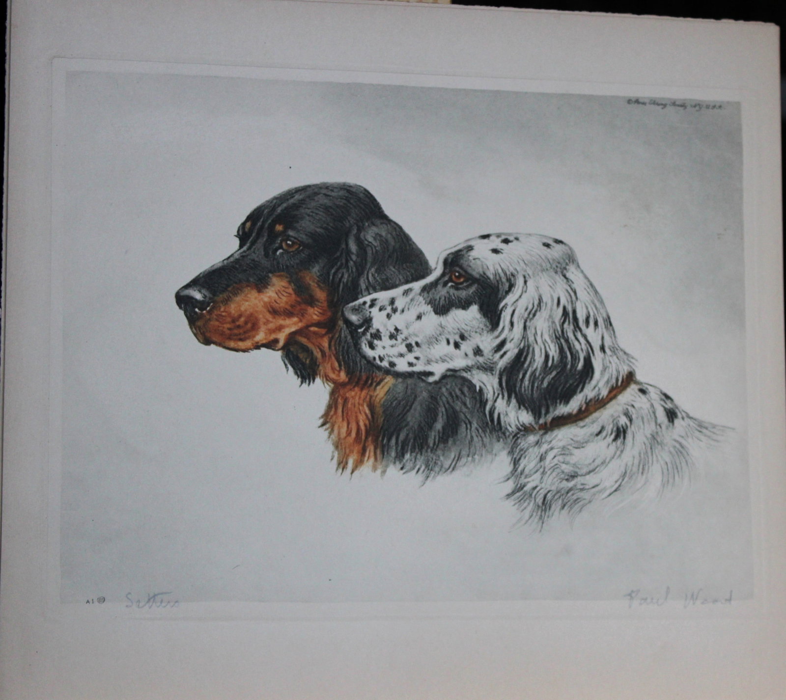 Paul Wood - Etching of Setters c1935 (1 of 1)