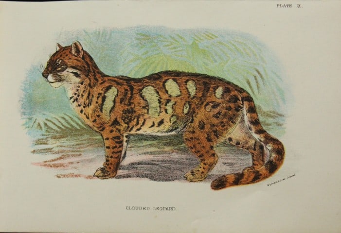 Richard Lydekker - Clouded Leopard 1896: Colour plate by Richard Lydekker and lithographed by Wymans from Lloyd's Natural History Series. Published by Edward Lloyd 1896.Size: approx. 7in x 4.75in (18cm x 12cm)