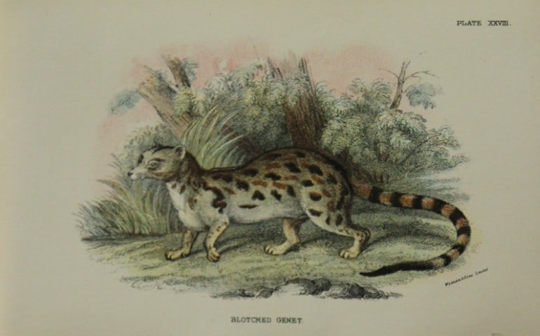 Richard Lydekker - Blotched Genet 1896 (1 of 1)