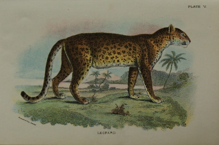 Richard Lydekker - Leopard 1896: Colour plate by Richard Lydekker and lithographed by Wymans from Lloyd's Natural History Series. Published by Edward Lloyd 1896.Size: approx. 7in x 4.75in (18cm x 12cm)