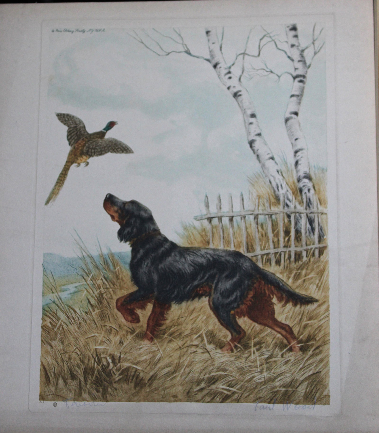 Paul Wood - Etching of a Setter c1935 (1 of 1)