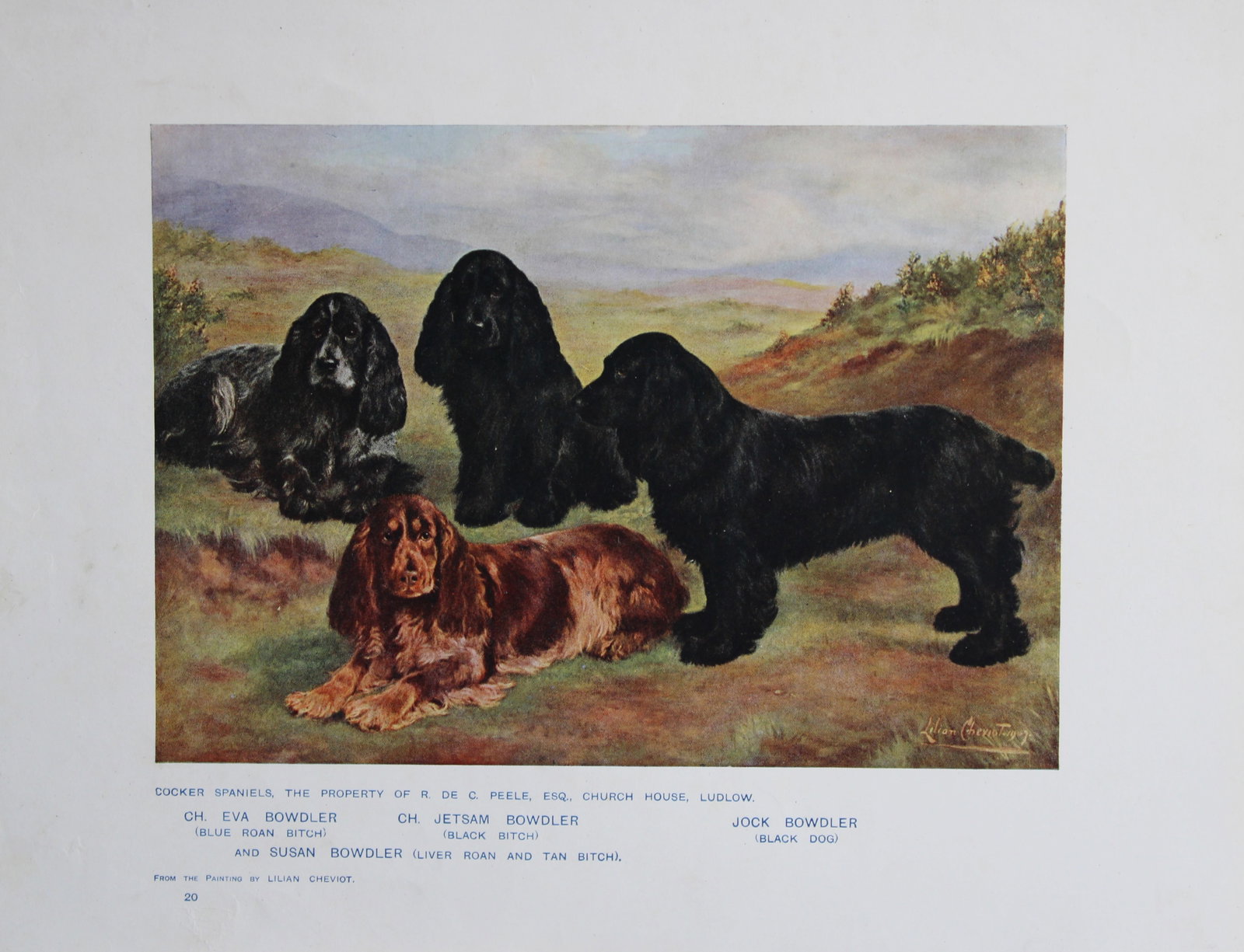 Chromolithograph of Cocker Spaniels after Lilian Cheviot 1907: This chromolithograph is from The New Book of the Dog by Robert Leighton, published by Cassell and Company, London 1907. A beautifully illustrated work on dogs by Robert Leighton, a Scottish writer wh