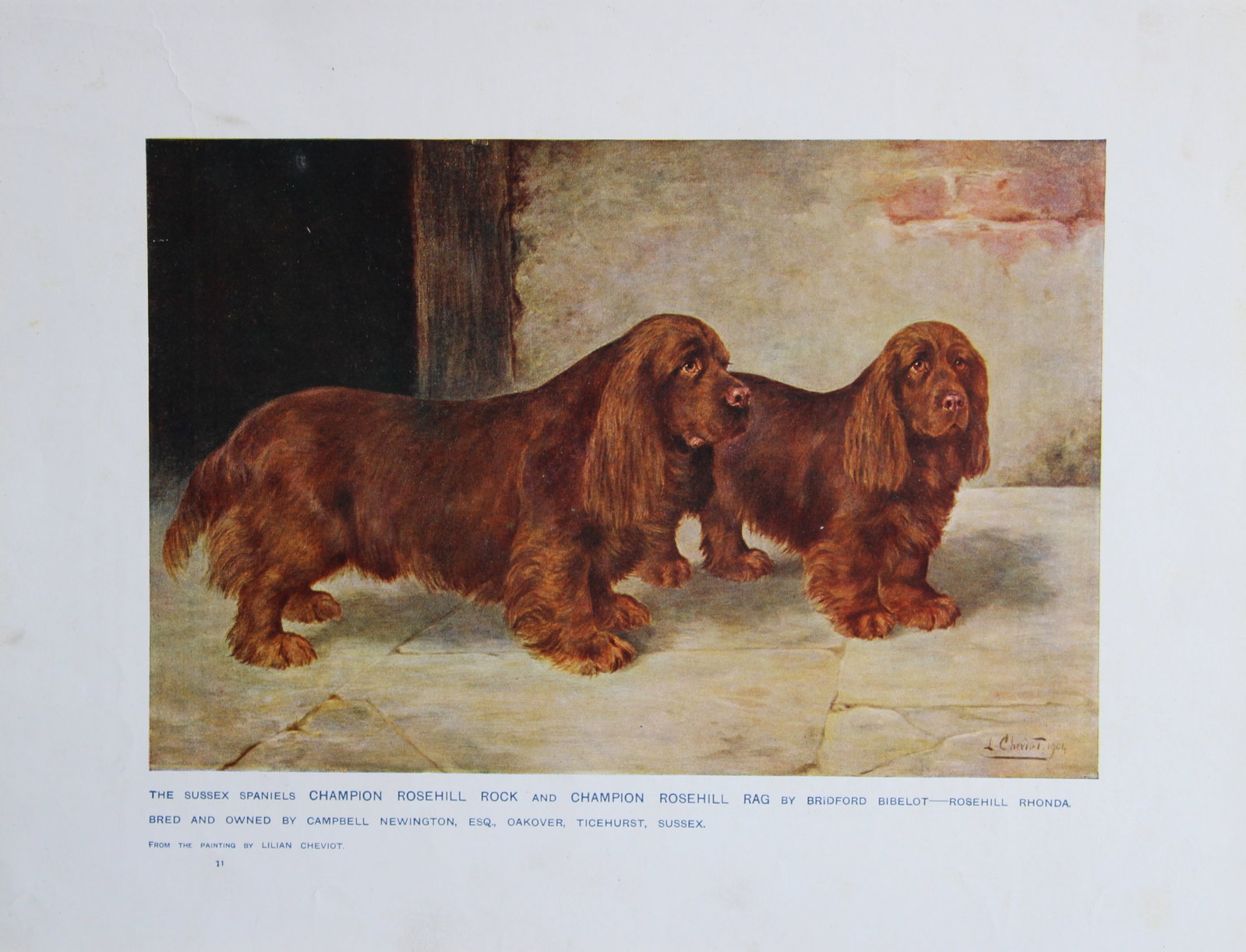 Chromolithograph of Sussex Spaniels after Lilian Cheviot 1907 (1 of 1)