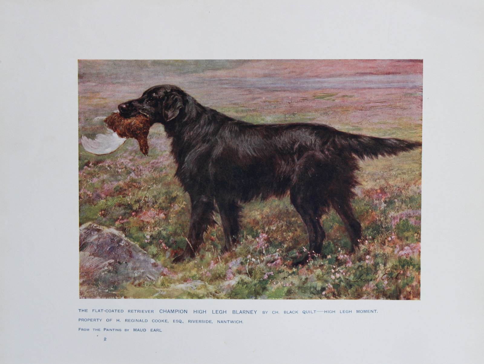 Chromolithograph of a Retriever after Maud Earl 1907 (1 of 1)