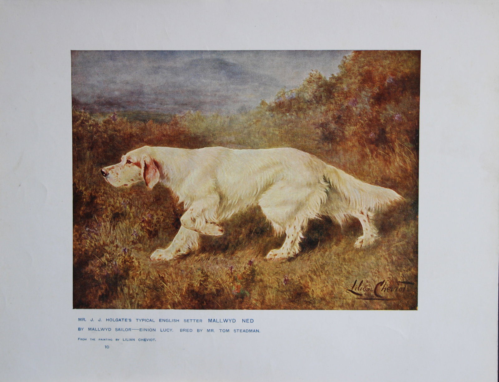 Chromolithograph of an English Setter after Lilian Cheviot 1907 (1 of 1)