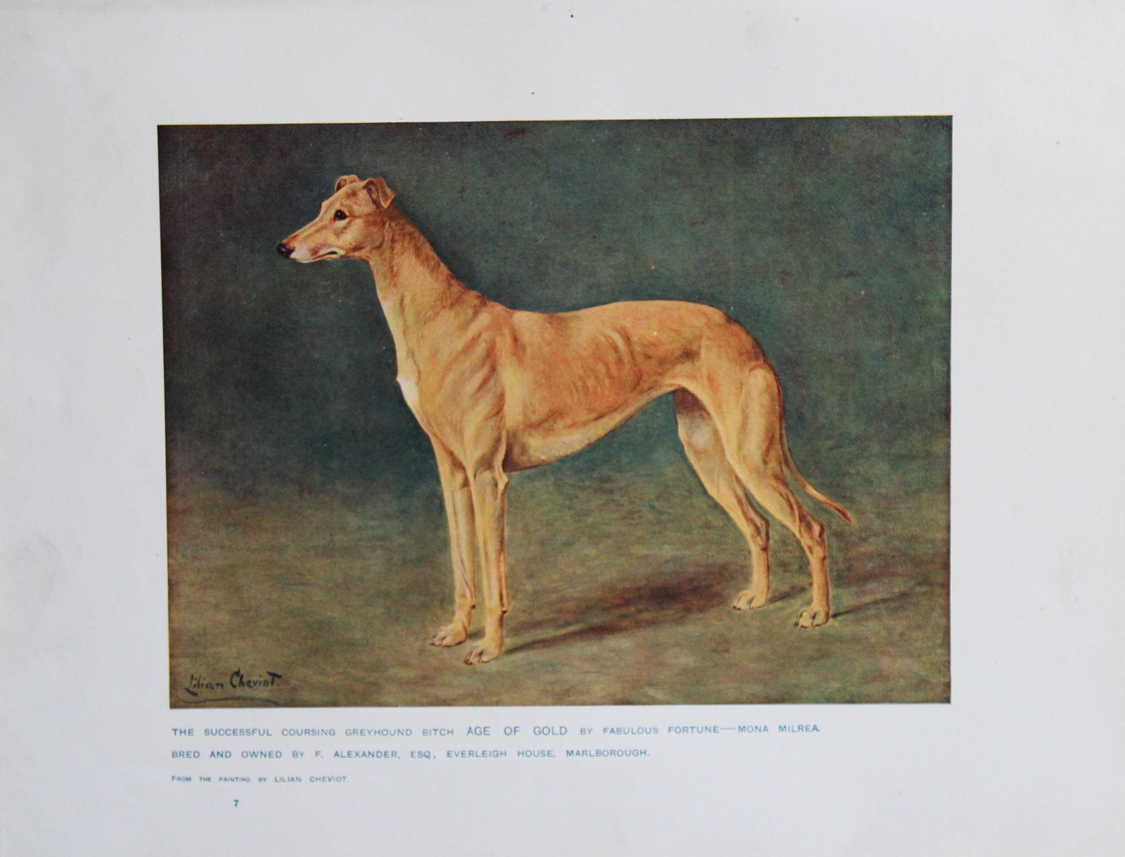 Chromolithograph of a Coursing Greyhound after Lilian CHeviot 1907 (1 of 1)