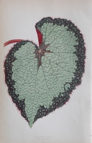 Edward Lowe - Beautiful Leaved Plants 1861 (1 of 1)