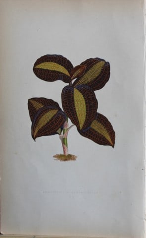 Edward Lowe - Beautiful Leaved Plants 1861 (1 of 1)