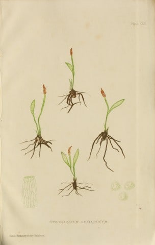 Edward Lowe - Natural History of British Grasses 1864: This hand-finished colour wood-cut engraving is from Edward Joseph Lowe's A Natural History of British Grasses published by Groombridge, London, 1864.This is one of several books on written by the Not