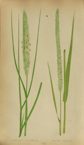 Edward Lowe - Natural History of British Grasses 1864: This hand-finished colour wood-cut engraving is from Edward Joseph Lowe's A Natural History of British Grasses published by Groombridge, London, 1864.This is one of several books on written by the Not