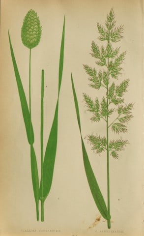 Edward Lowe - Natural History of British Grasses 1864: This hand-finished colour wood-cut engraving is from Edward Joseph Lowe's A Natural History of British Grasses published by Groombridge, London, 1864.This is one of several books on written by the Not