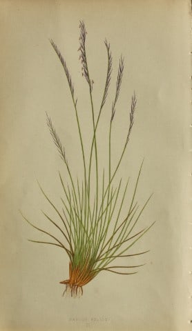 Edward Lowe - Natural History of British Grasses 1864: This hand-finished colour wood-cut engraving is from Edward Joseph Lowe's A Natural History of British Grasses published by Groombridge, London, 1864.This is one of several books on written by the Not