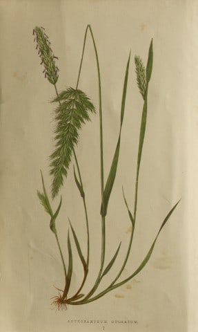 Edward Lowe - Natural History of British Grasses 1864: This hand-finished colour wood-cut engraving is from Edward Joseph Lowe's A Natural History of British Grasses published by Groombridge, London, 1864.This is one of several books on written by the Not