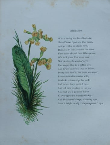 Birket Foster - Hand coloured engraving of Cowslips 1863 (1 of 1)