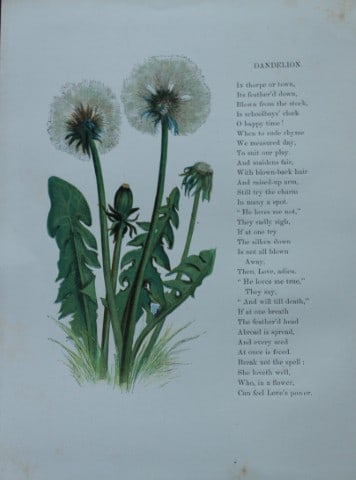 Birket Foster - Hand coloured engraving of Dandelion 1863 (1 of 1)