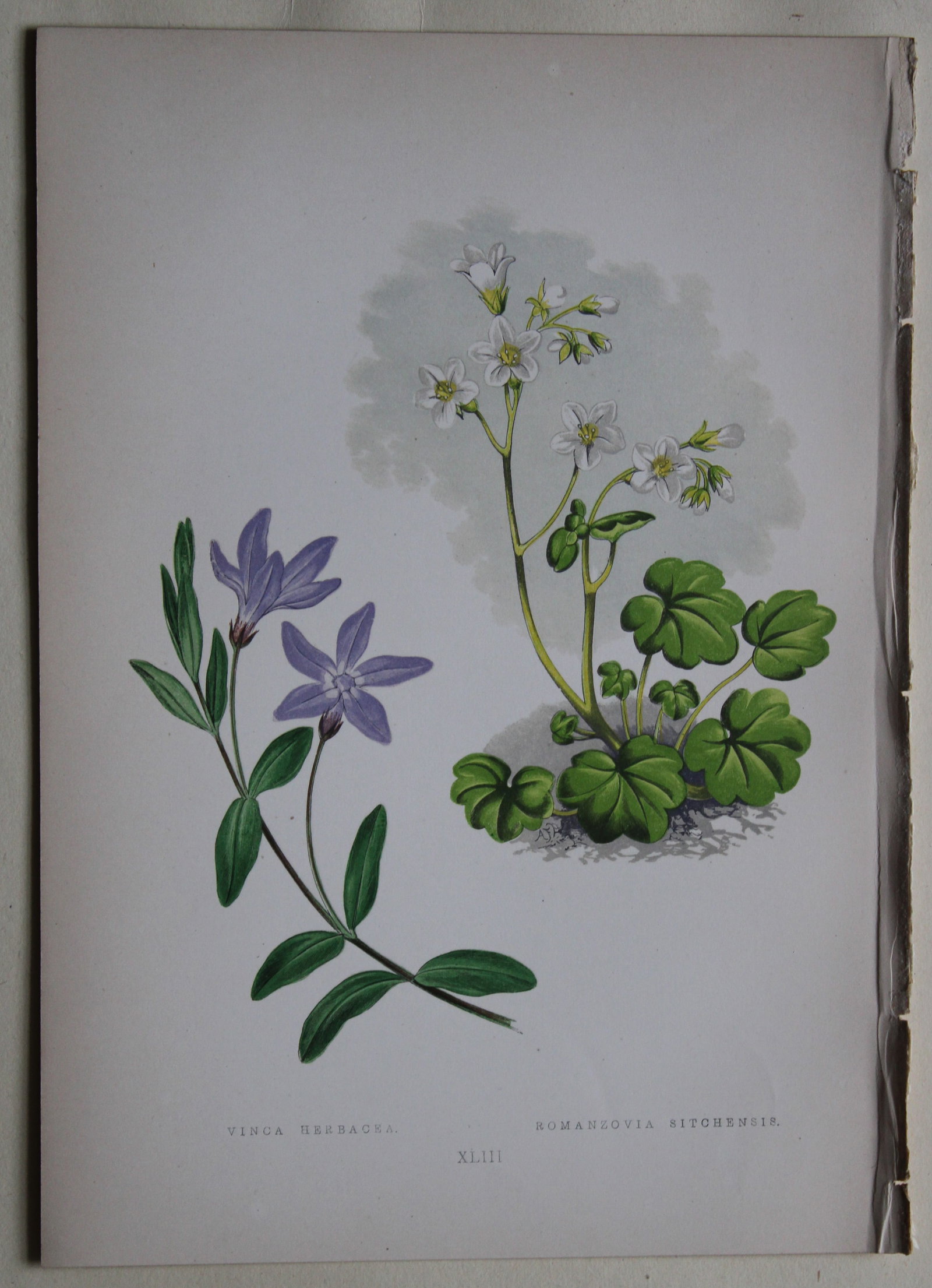 Alpine Plant engravings by AF Lydon & B Fawcett 1872: This beautiful wood engraving is from Alpine Plants: Figures and Descriptions of some of the Most Striking and Beautiful of the Alpine Flowers by David Wooster, F.R.H.S. Published by Bell and Daldy, L