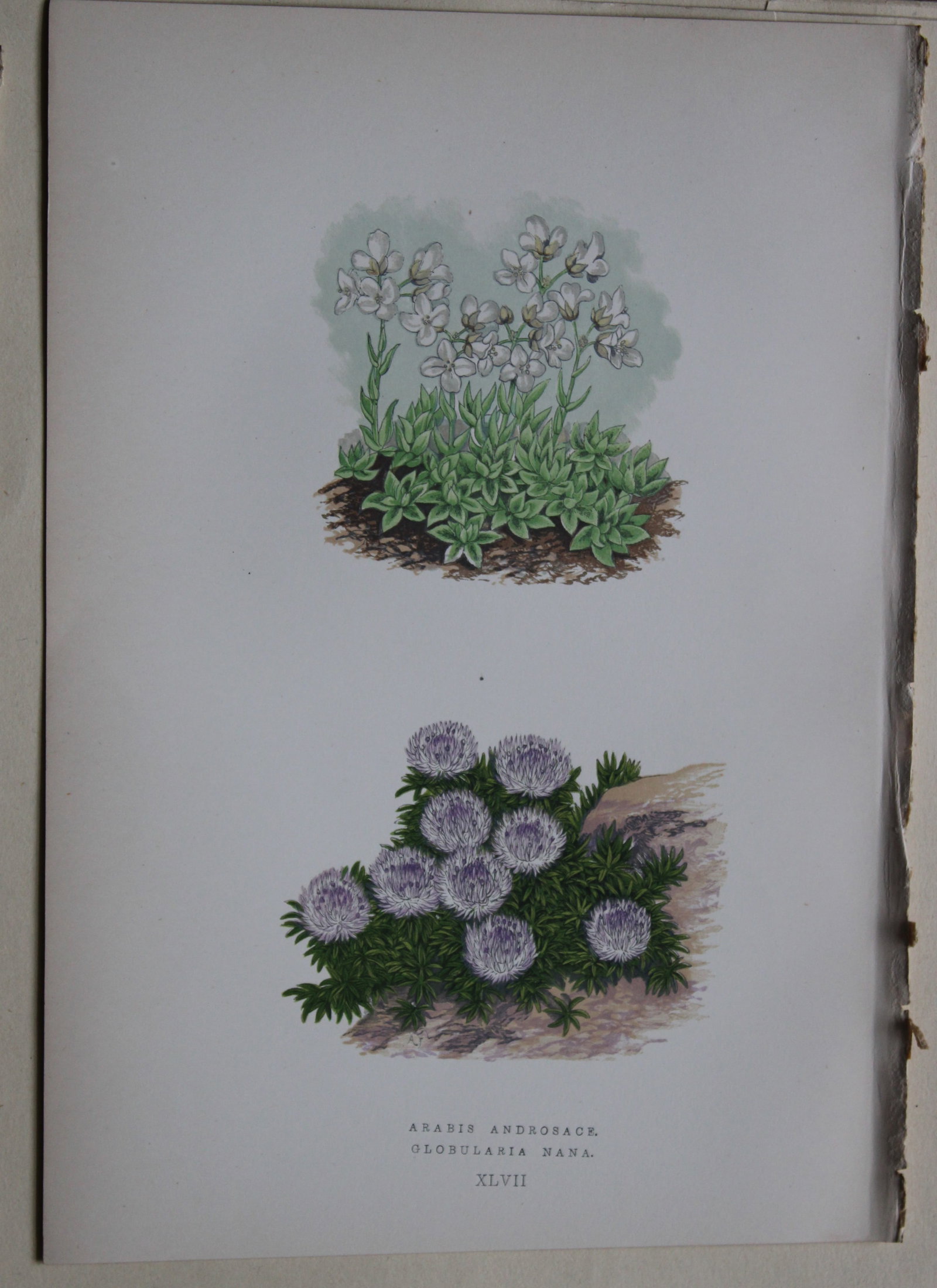 Alpine Plant engravings by AF Lydon & B Fawcett 1872: This beautiful wood engraving is from Alpine Plants: Figures and Descriptions of some of the Most Striking and Beautiful of the Alpine Flowers by David Wooster, F.R.H.S. Published by Bell and Daldy, L