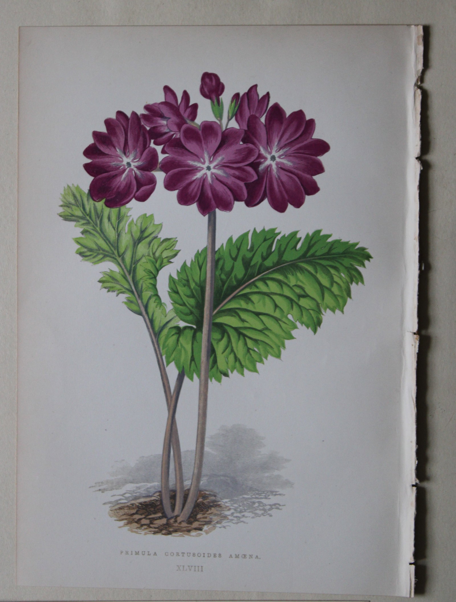 Alpine Plant engravings by AF Lydon & B Fawcett 1872: This beautiful wood engraving is from Alpine Plants: Figures and Descriptions of some of the Most Striking and Beautiful of the Alpine Flowers by David Wooster, F.R.H.S. Published by Bell and Daldy, L