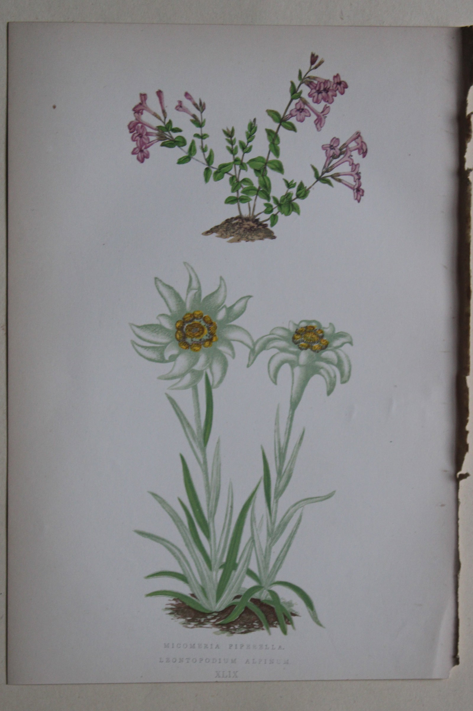 Alpine Plant engravings by AF Lydon & B Fawcett 1872: This beautiful wood engraving is from Alpine Plants: Figures and Descriptions of some of the Most Striking and Beautiful of the Alpine Flowers by David Wooster, F.R.H.S. Published by Bell and Daldy, L